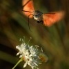 Dlouhozobka svizelova - Macroglossum stellatarum - Hummingbird hawk-moth 3766